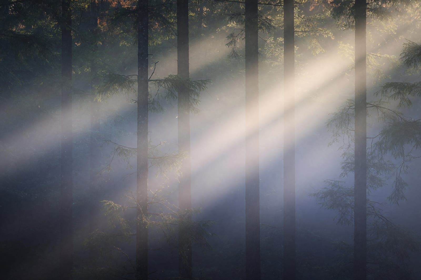 First light breaking through forest mist